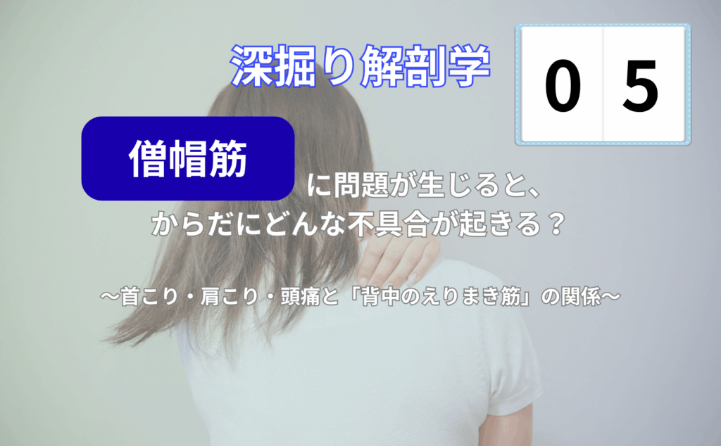 僧帽筋と首こり・肩こり・頭痛の関係をわかりやすく解説する背中と肩まわりのイメージイラスト