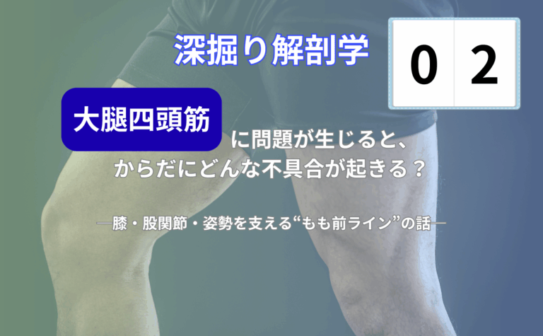 太もも前の筋肉「大腿四頭筋」と膝関節の位置関係や役割を示したイラスト(膝の痛みや不調との関係を説明する図)