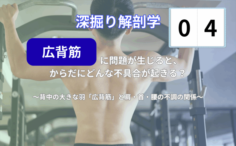 懸垂マシンで背中を鍛える男性の後ろ姿と広背筋のイメージ写真|深堀り解剖学「広背筋」に関する解説記事のヘッダー画像