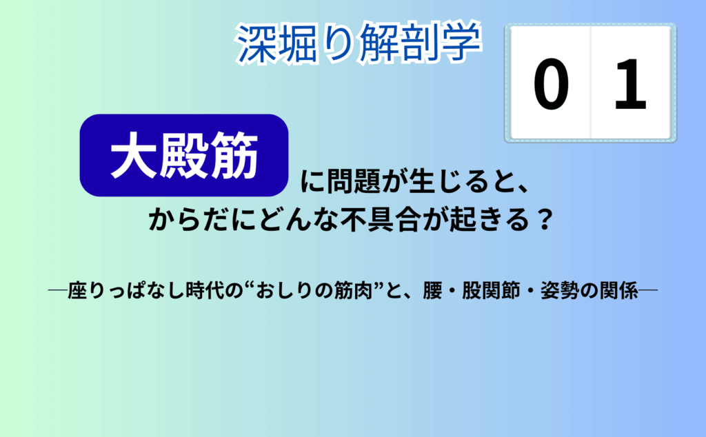 骨盤から太ももにかけての大殿筋（おしりの大きな筋肉）が強調された人体イラスト。腰や股関節の位置もわかる構図で、大殿筋と腰痛・股関節の不調との関係をイメージしやすい画像。