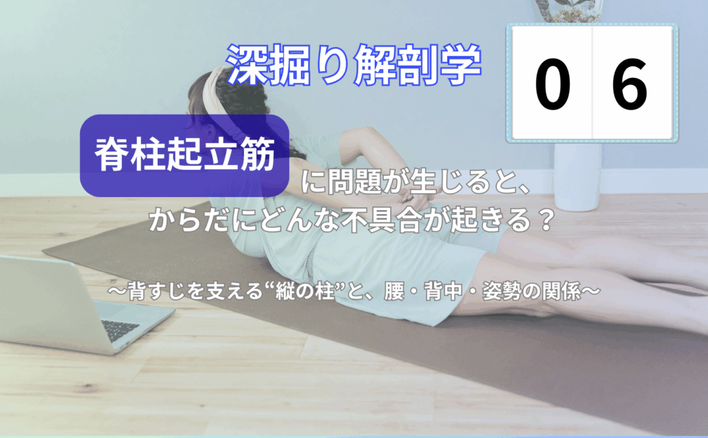 脊柱起立筋と腰・背中の不調の関係を解説するイラスト（背骨の両わきに縦に走る筋肉のイメージ）