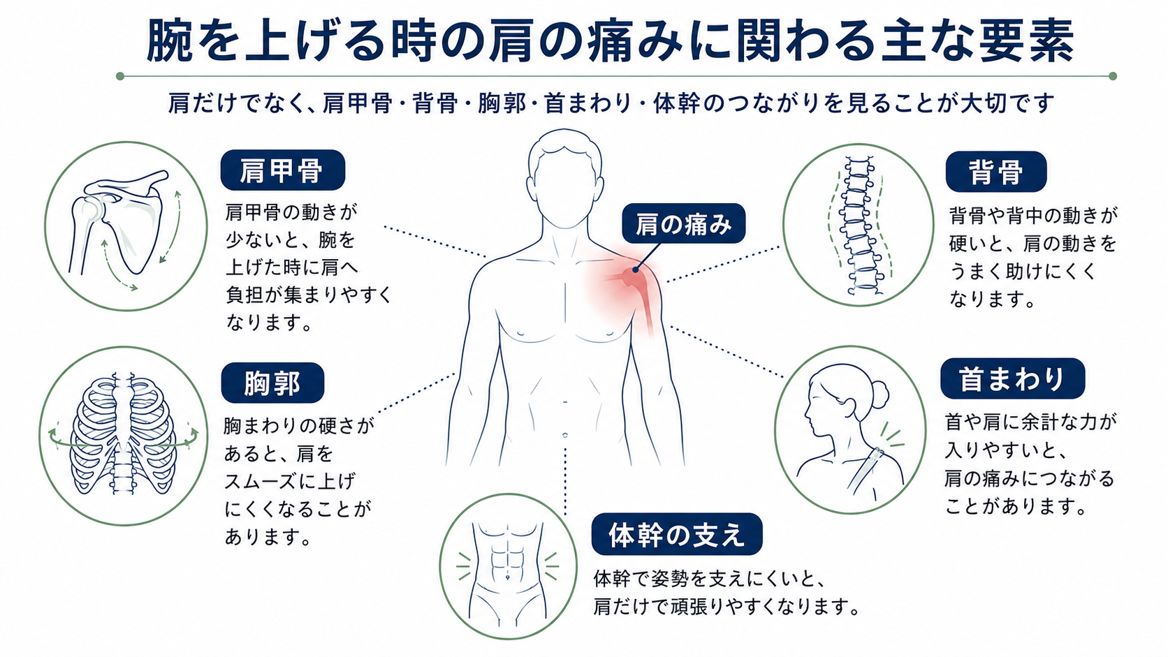 腕を上げる時の肩の痛みに関わる肩甲骨・背骨・胸郭・首まわり・体幹の支えを示した図解