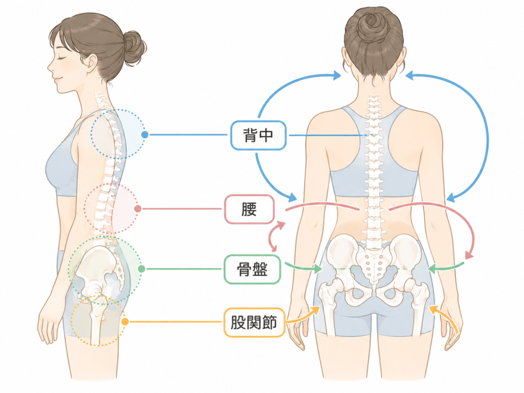 腰痛と骨盤・股関節・背骨のつながりを示す図解