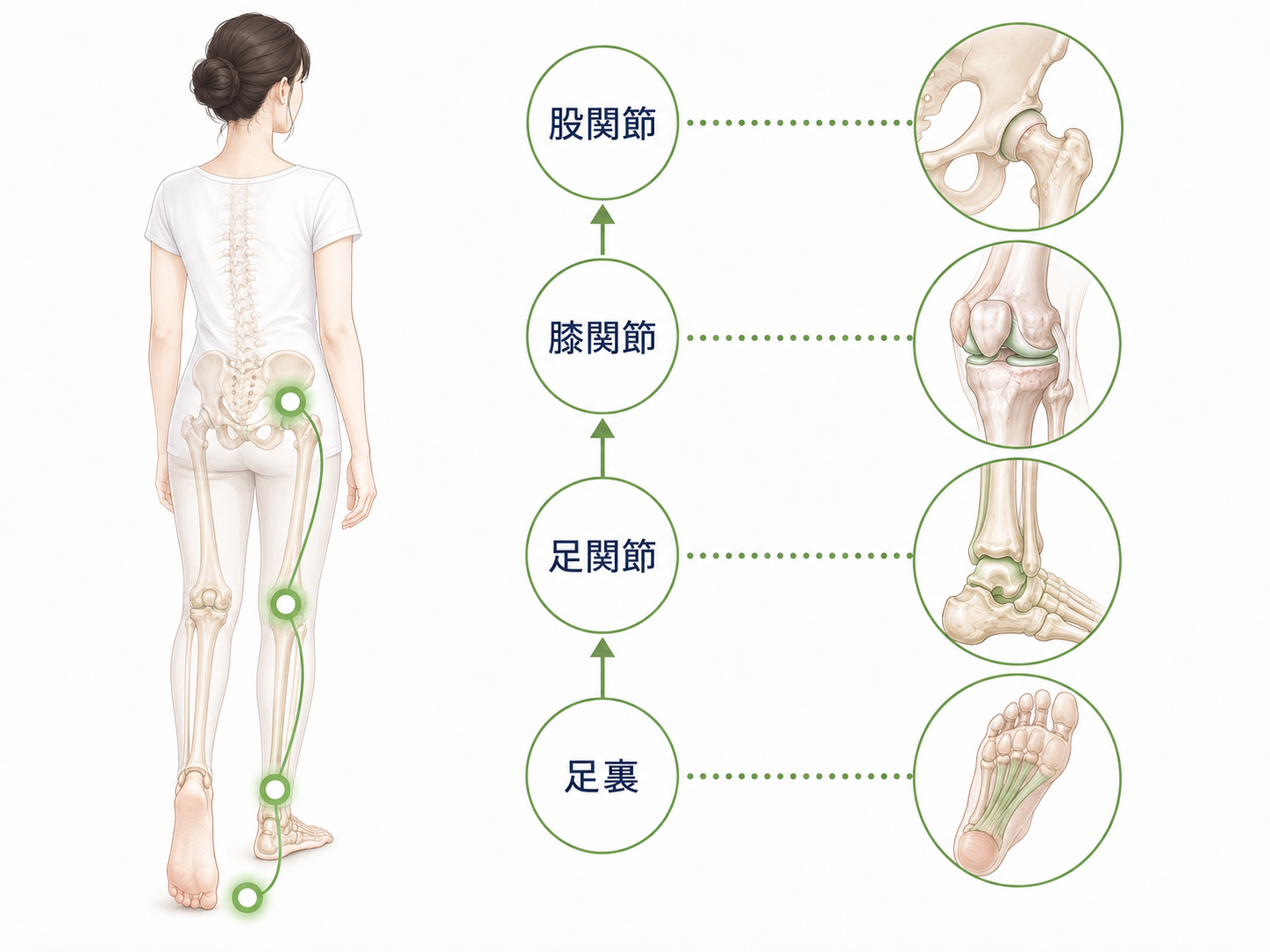 膝・股関節・足首・足裏のつながりを示す図解