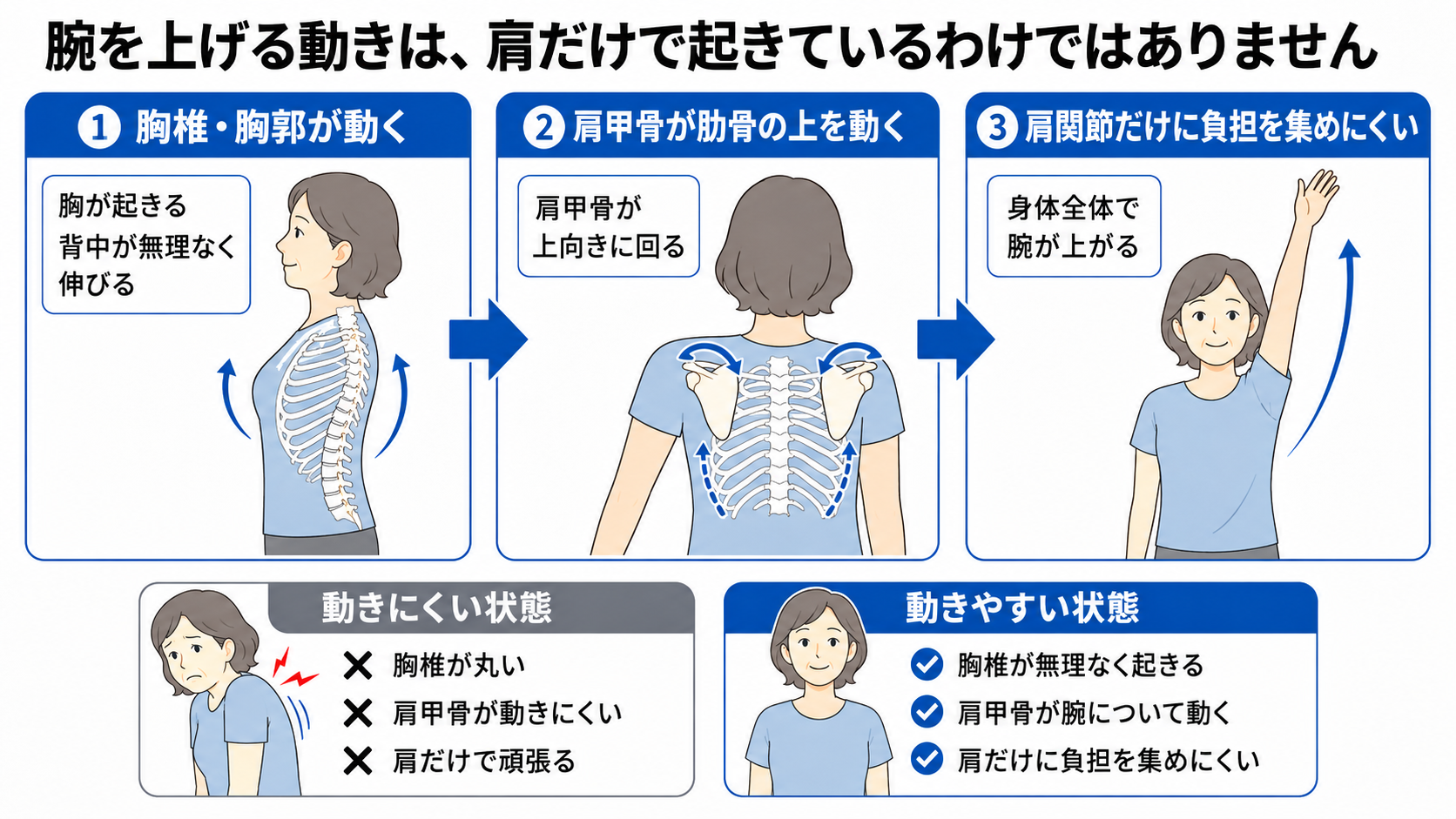 胸椎と胸郭が動き、肩甲骨が肋骨の上を動くことで、肩だけに負担を集めず腕を上げる流れを示した図解