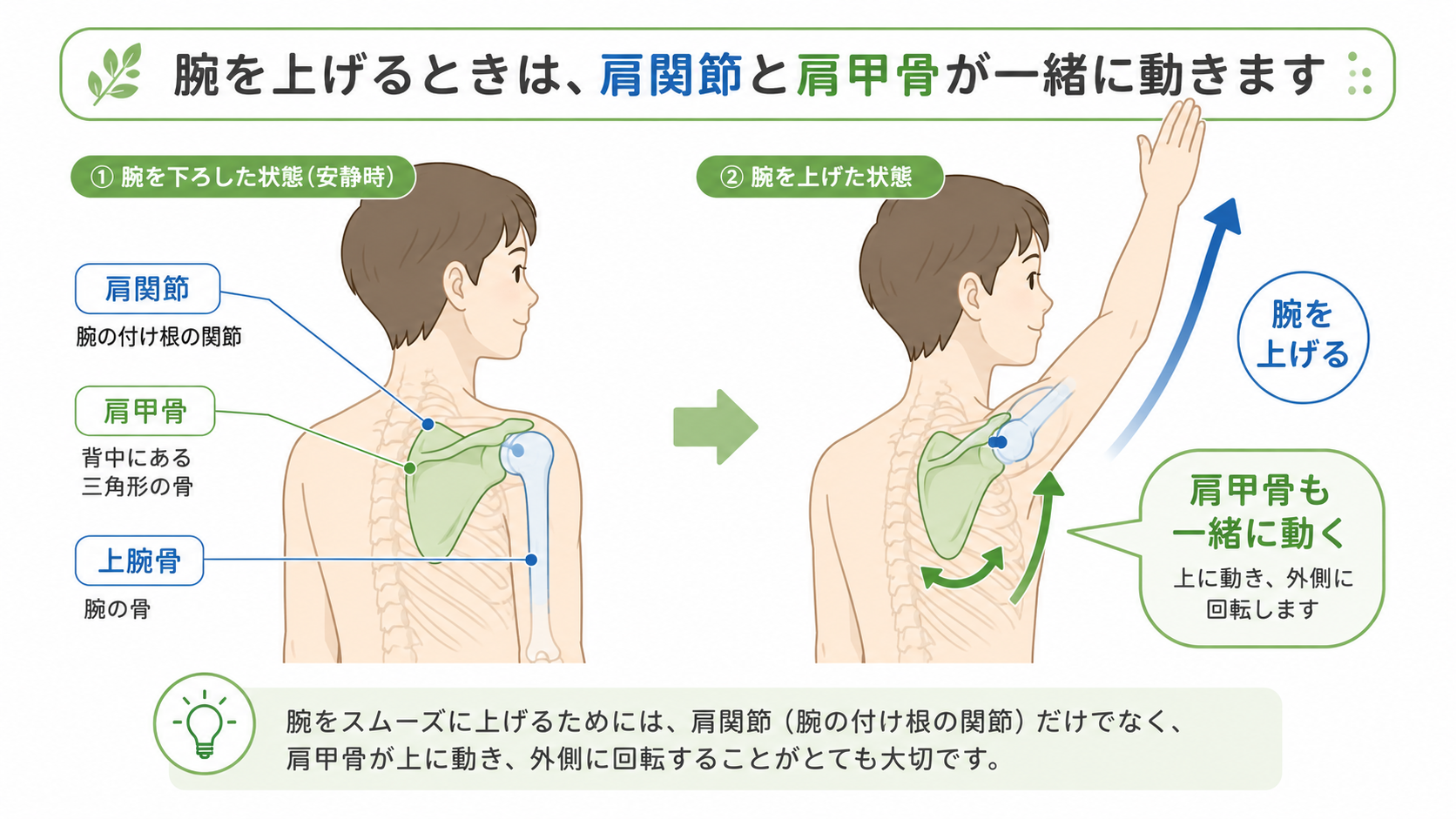 腕を上げるときに肩関節だけでなく肩甲骨も上方に動いて回転することを示した図解