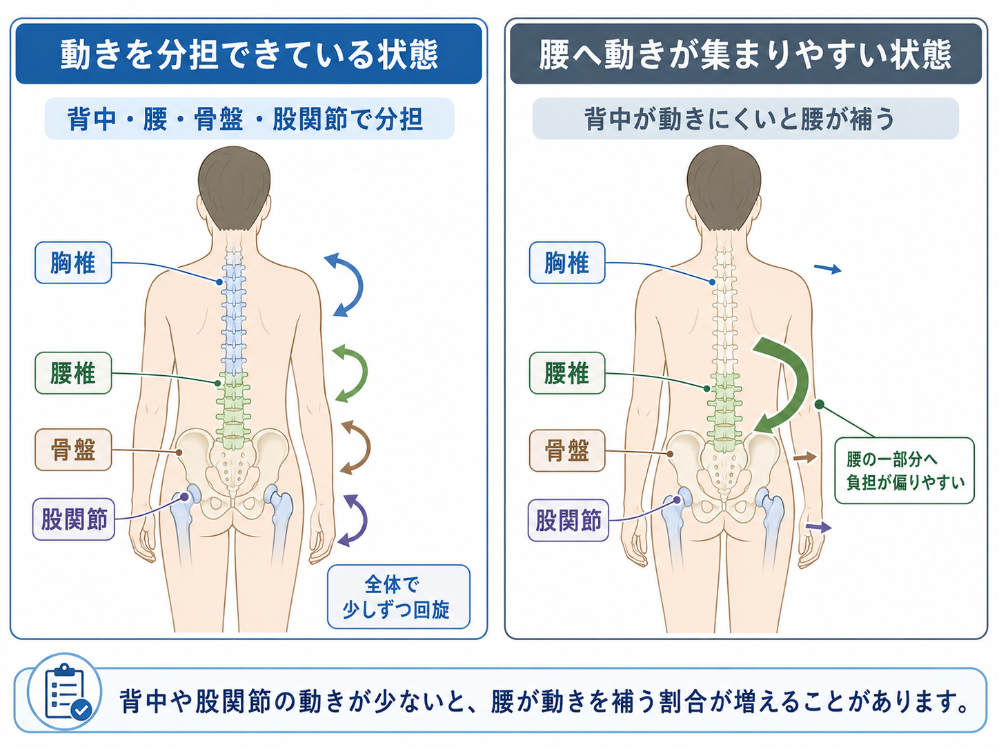 背中と腰と骨盤と股関節が身体をひねる動きを分担する仕組み