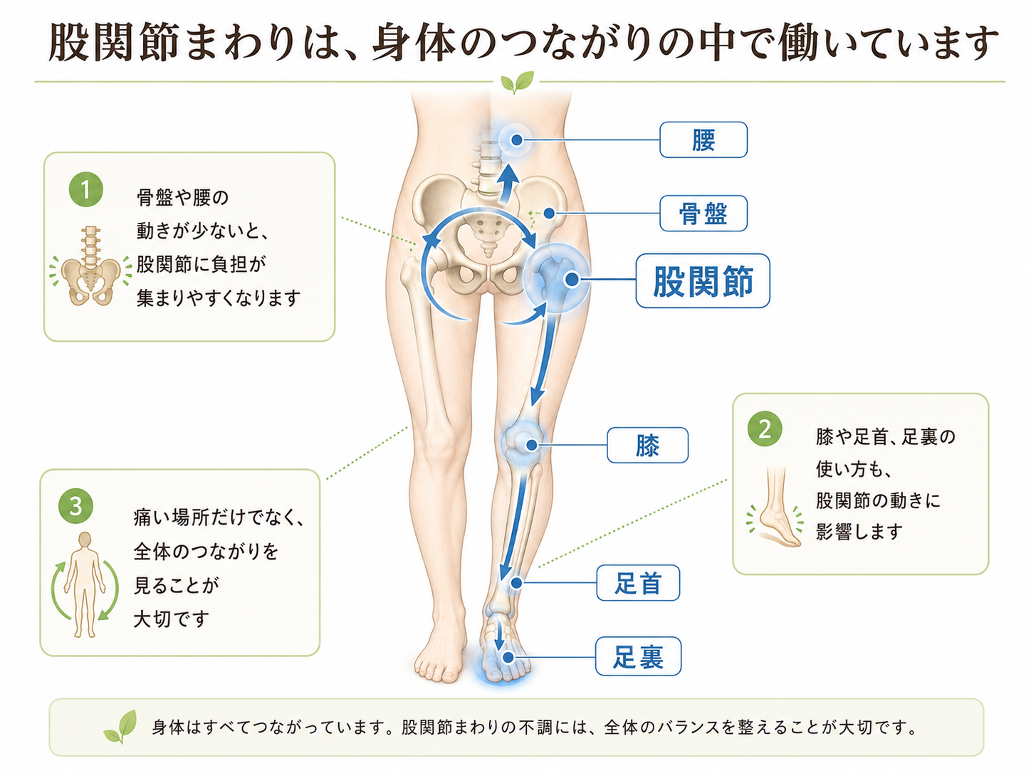 股関節と骨盤・腰・膝・足首・足裏のつながりを説明する図解