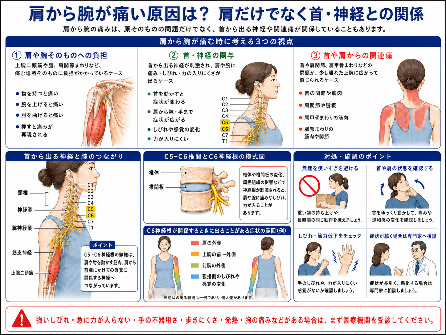肩から腕の痛みを肩や腕そのものの負担、首や神経の関与、関連痛の3つの視点から整理し、C5からC6付近の神経や受診目安を示した図解